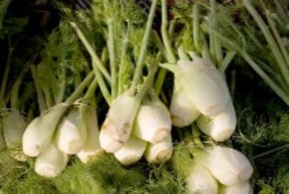 Vegetable Vegetable