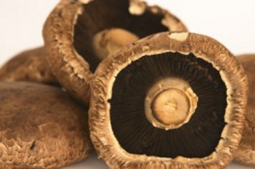 Portobello Mushroom