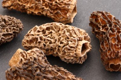 Morel Mushrooms Morel Mushrooms