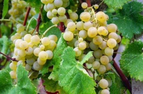 Winemaking Winemaking