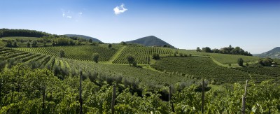 Italian Wine Italian Wine